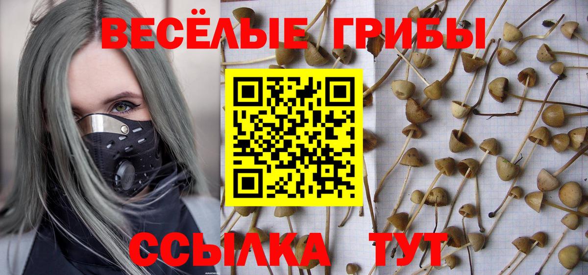 Галлюциногенные грибы Psilocybe Вязьма